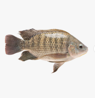 Frozen Tilapia Fish the best selling fish that has a savory taste without scales and guts.Sea Food W/R Tilapia Black Tilapia Fish - Image 3