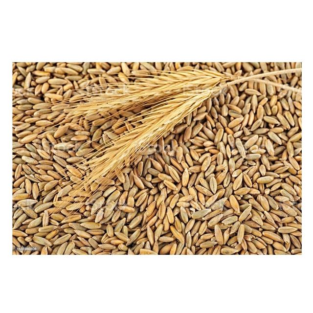 Wholesale Price Supplier of Organic Rye Grains Bulk Stock With Fast Shipping - Image 2