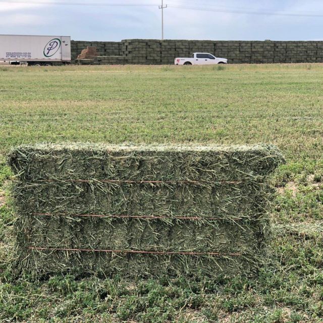 Premium Alfalfa Hay High Protein Green Bale Feed for Horses Cattle Sheep and Goats Export Quality - Image 3