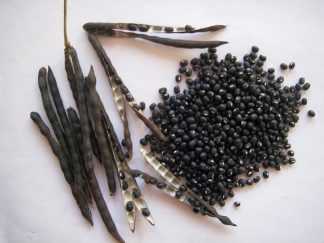 Vigna Beans Black Urad Dal - Image 2