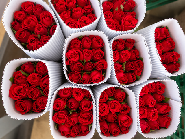 Premium Roses – Hosur (All Colours) - Image 3