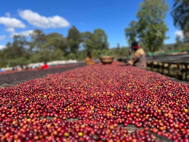 Ethiopian Green Coffee Beans Grade 1 (Yirgacheffe,Sidamo,Guji, Tepie) - Image 3