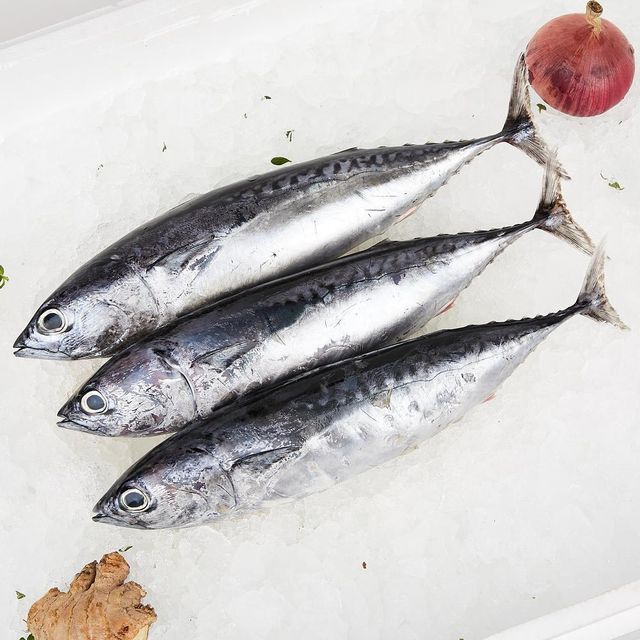 Frozen Tuna Fish Deep Sea Caught Product Offering Exceptional Freshness Preservation And Reliable Bulk Supply - Image 3