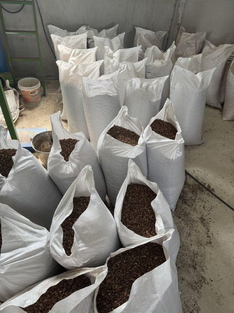 Tamarind Seed - Image 12