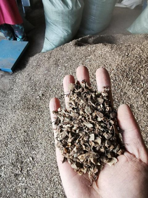 Costus root Kuth Qust al-Hindi Type costus root - Image 3