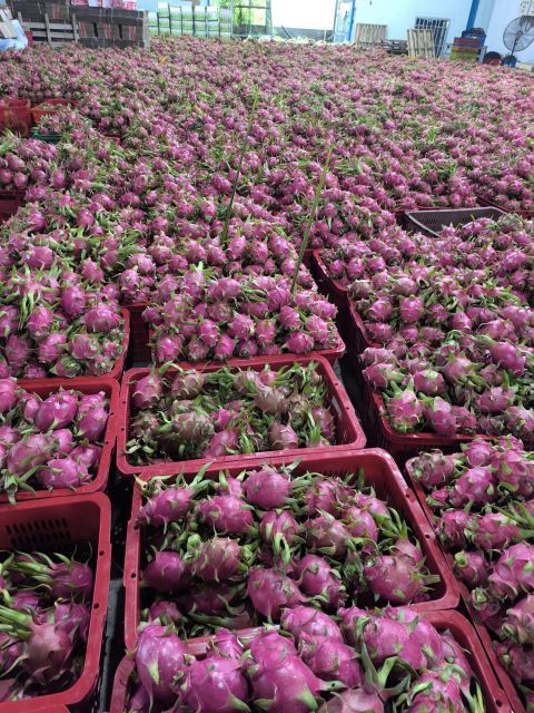 Dragon Fruits - GREAT FAMER LTD, CO - Image 3