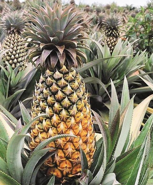 Queen Pienapple Flavor Very Sweet Fiber Content High Calorie Content Low Color Golden Yellow Packaging 6-8 PIECES Place of Origin Indonesia - Image 3