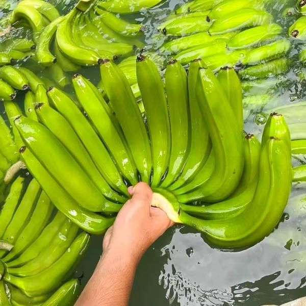 Fresh Green Cavendish Bananas in 13.5kgs Carton Box Style Fresh Origin Thailand Type BANANA, Banana Color Green, Yellow - Image 2