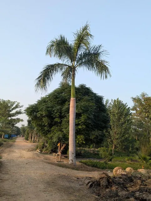 Royal palm beautiful and healthy plants 6 mitre clear trunk stock availableal most 100 plants available here - Image 1