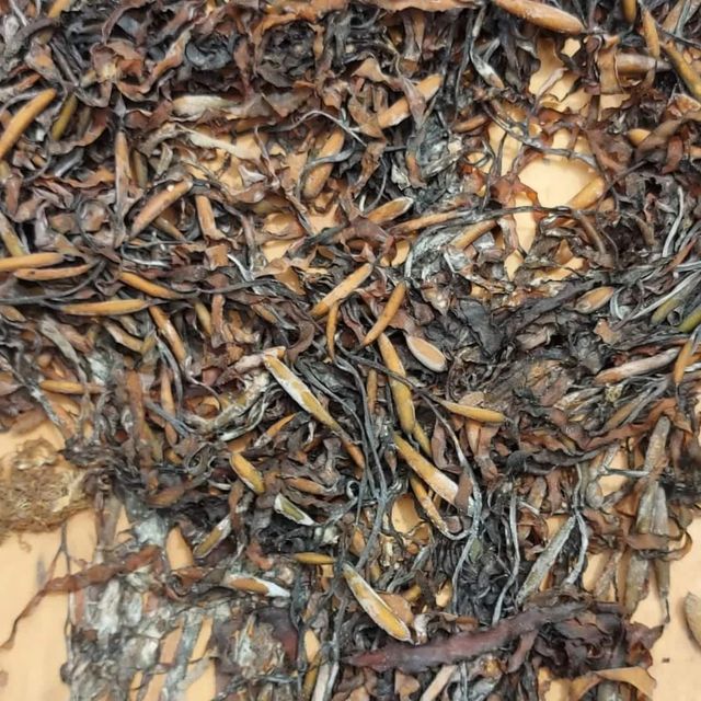 Macrocystis Dried seaweed Brown from peru - Image 4