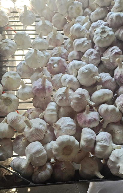 Fresh Garlic / Chinese White Garlic / Pure Natural Garlic for Export – High Quality Supplier from China - Image 3