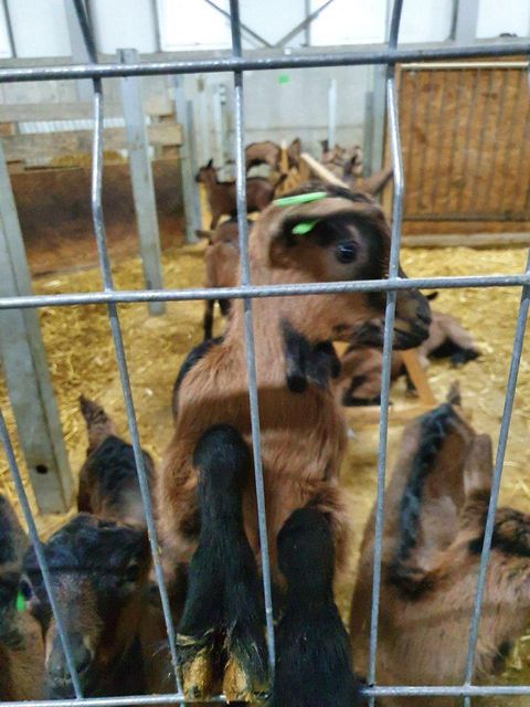 Alpine goats Delivery Form Other Milk Productivity High Degree of Processing Other Health Condition Excellent Breeding Suitability 12-month Young Females - Image 3