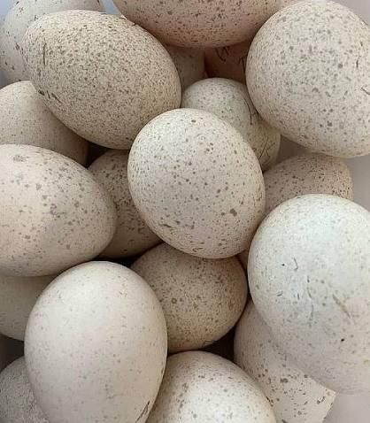 Fertile turkey eggs You can buy fertile turkey hatching eggs from specialty hatcheries and online farms - Image 4