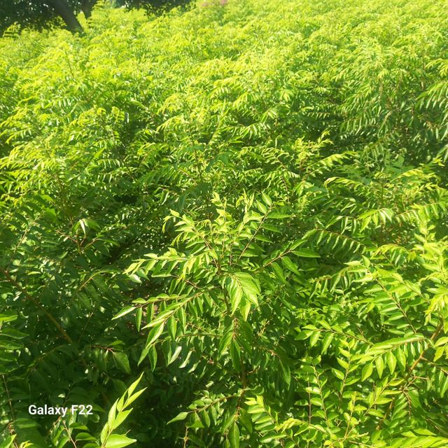 Fresh curry leaves - Image 3