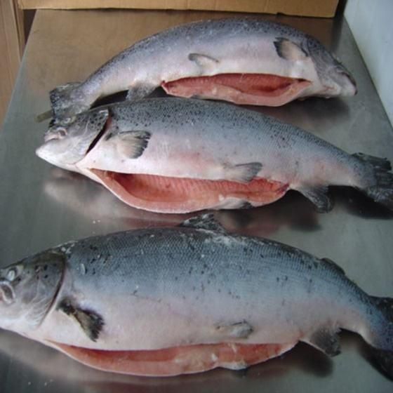 Fresh Norwegian Salmon Carefully Packed Whole Atlantic Fish For Seafood Importers And Retail Supply - Image 3