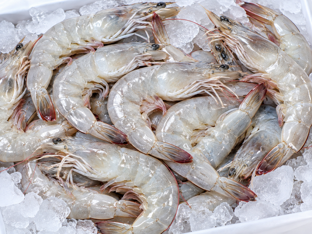 Frozen Vannamei Shrimp – IQF / HOSO / HLSO / PD - Image 1