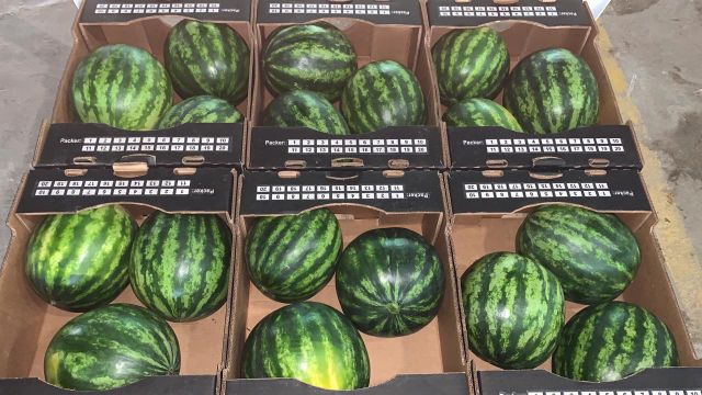 Premium Extra Sweet Fresh Seeded/seedless Watermelons - Image 3