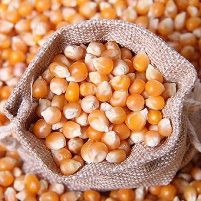 Natural Animal Feed Maize Corn Maize for Cattle and Poultry Feed Yellow Corn Price Yellow Corn - Image 3