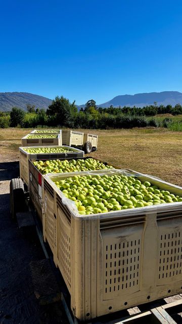 Golden Delicious Apples for sale - Image 4