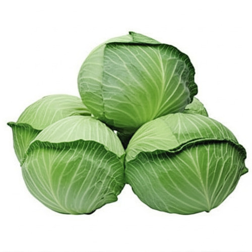Fresh Cabbage - Image 2