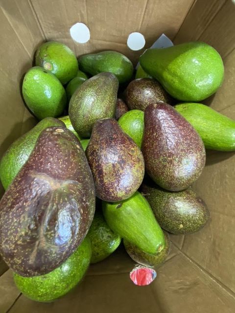 Premium Grade Hass Avocado-Global Gap Certified Fresh Style Green Skin 95% Mature – product photo 5, product detail gallery