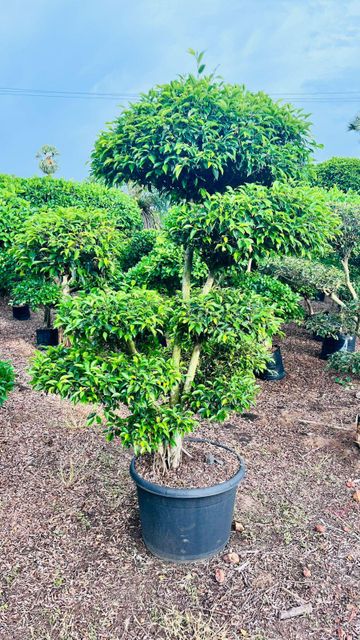 Ficus Topiyaris Plants - Image 5