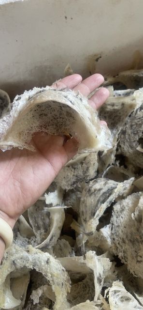 Best Price with High Quality Bird Nest from Vietnam 2023 Taste Tasteless Type Dried Food Shelf Life 24 Months Place Of Origin - Image 4