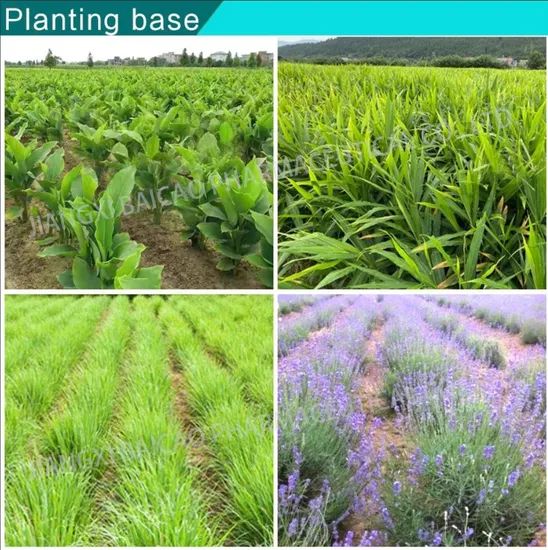 Aromatic Oil Clove Oil Plant Extract - Image 5