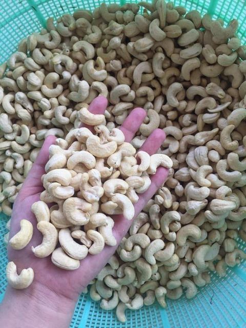 Raw Cashew Nuts W320/W210/W240/W450/LP/WS/LBW/SW320/SWB Grade a Dried South Africa 24 Months Shelf Life - Image 2
