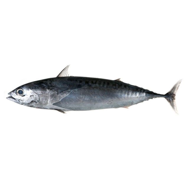 Frozen Tuna Fish Export Ready Seafood Selection Featuring Firm Meat Structure And Outstanding Nutritiona - Image 1