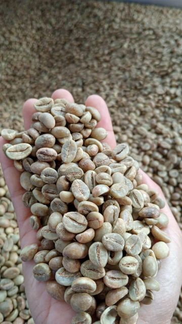 Robusta Green Bean Coffee - Image 2