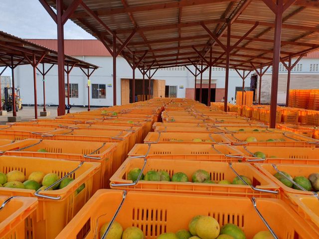 Orange Juice Concetrate Form Liquid Concentrate Type Fruit Juice Concentrate Storage Type Cool, Dry Environment Ingredients 100% Orange Concentrate - Image 4