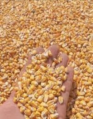 Wheat, Corn, Barley, Sunflower Oil, Soybean, Sugar - Image 1