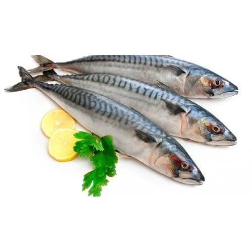 Fast Delivery Atlantic Mackerel Fish Frozen Whole Catch Premium Quality Buy Direct From Source Wholesale - Image 1