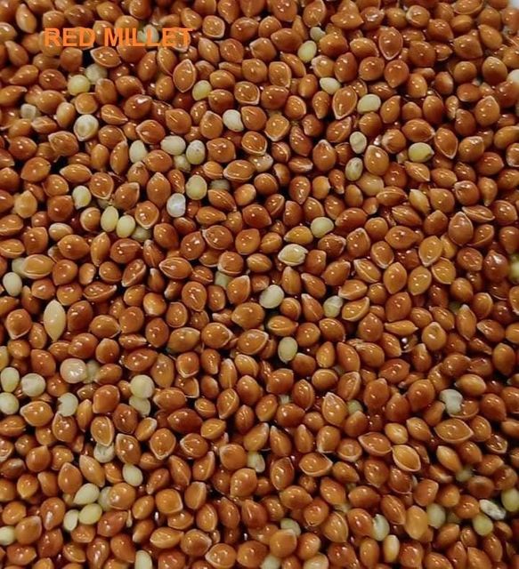 yellow millet for sale - Image 2