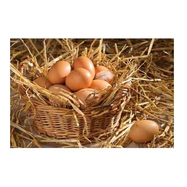 Natural farm eggs brown chicken eggs premium fresh stock bulk export deal - Image 4