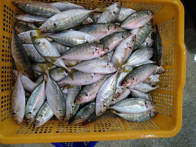 Hot Selling 2023 Frozen Yellowtail Scad Whole Round Competitive Price - Image 3