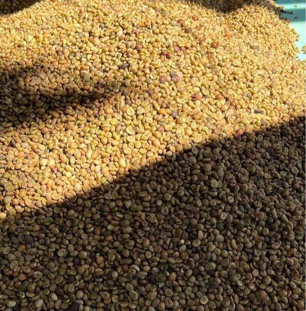 Robusta coffee beans - Image 6