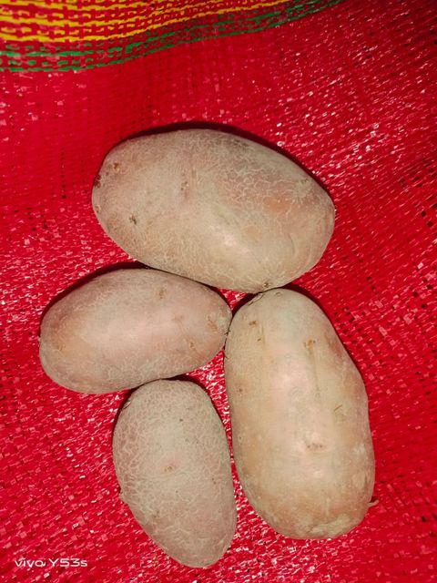 Vegetables - Image 1