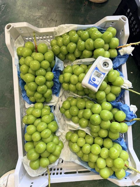 Shine Muscat - Image 1