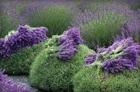 Dried Lavender Grade FOOD Packaging HDPE BAGS Max. Moisture (%) 8% Shelf Life 24 MONTHS Place of Origin INDIA Storage Type COLD STORAGE - Image 2