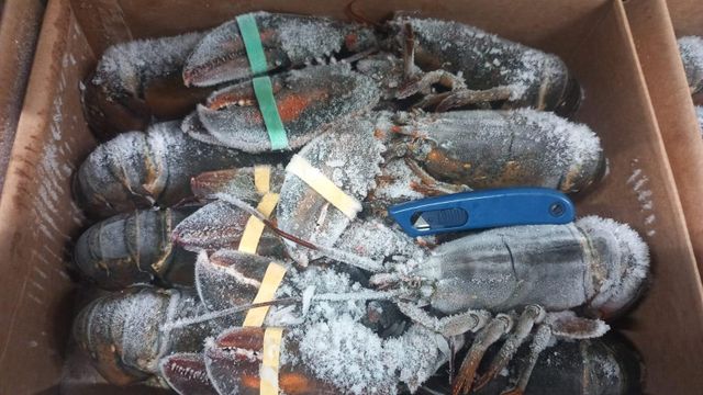 CONSISTENT DELIVERY OF TOP-TIER SEAFOOD EUROPEAN LOBSTER(Homarus gammarus) PRESTIGIOUS FROZEN WHOLE LOBSTER 10KG CARTONS - Image 4