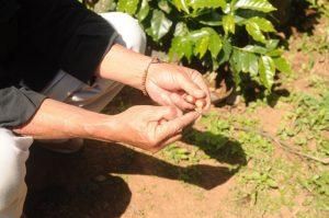 Coffee & Coffee Bean Price Per Kilogram Usd 5 Supply Chain Reliability Dependable Quality Assurance Backed By Quality Assurance - Image 3