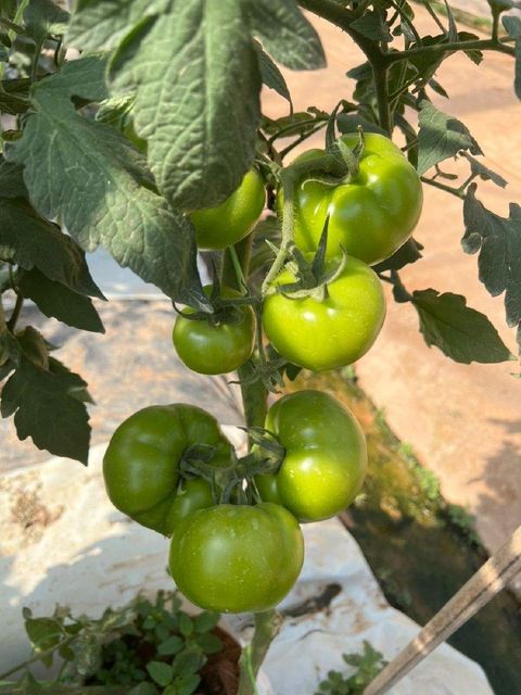 Fresh Tomato Organic Yes Color Vibrant Texture Smooth Freshness Level Fresh Juiciness Naturally Juicy Flavor Profile Sweet-tangy - Image 3