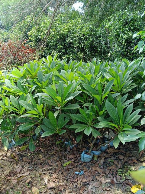 Live nursery plants - Image 2