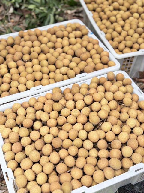 fresh longan thailand Texture Crunchy Weight (kg) 12.5 KG. Flavor Sweet And Delicious Packaging Details White Plastic Baskets - Image 1