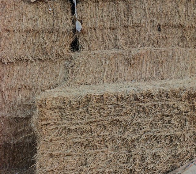 Rhodes grass - Image 4