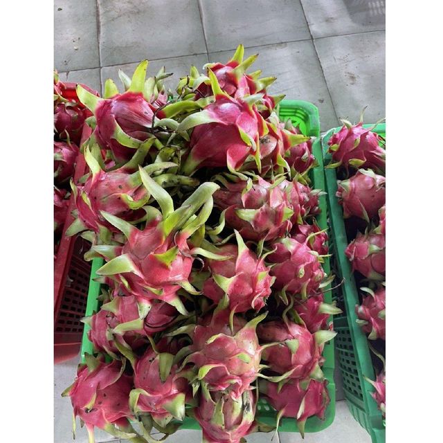 Export Standard Bulk Fresh Dragon Fruit Natural Sweet Taste Red and White Tropical Fruit 380-780g Agriculture Grade – product photo 6, product detail gallery