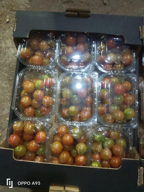 Premium high-quality Egyptian cherry and vine tomatoes available for export. - Image 3