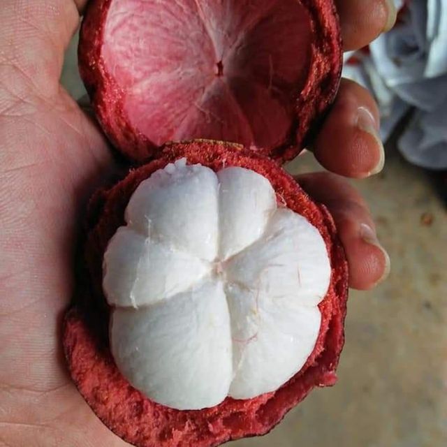 Fresh Mangosteen Packaging box, basket Grade A (export quality) Availability Almost Year-round Fruit Size 4a – 5a Calibration - Image 3